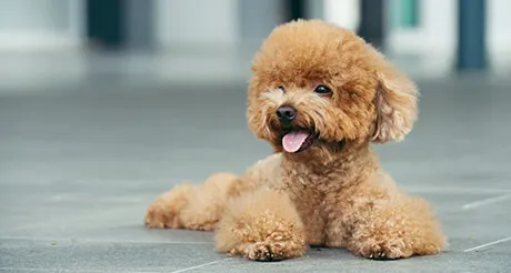 Toy Poodle