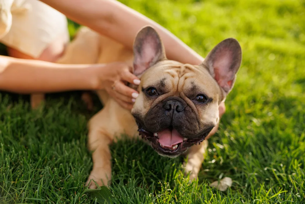 French Bulldog laying in grass