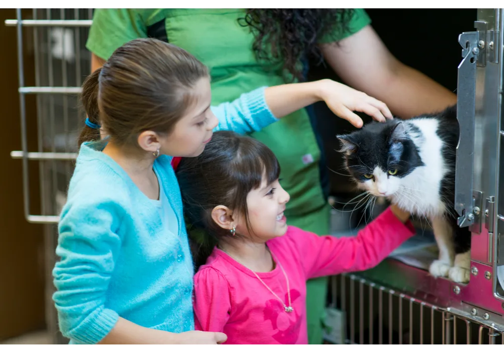 Cat Adoption Cost Considerations