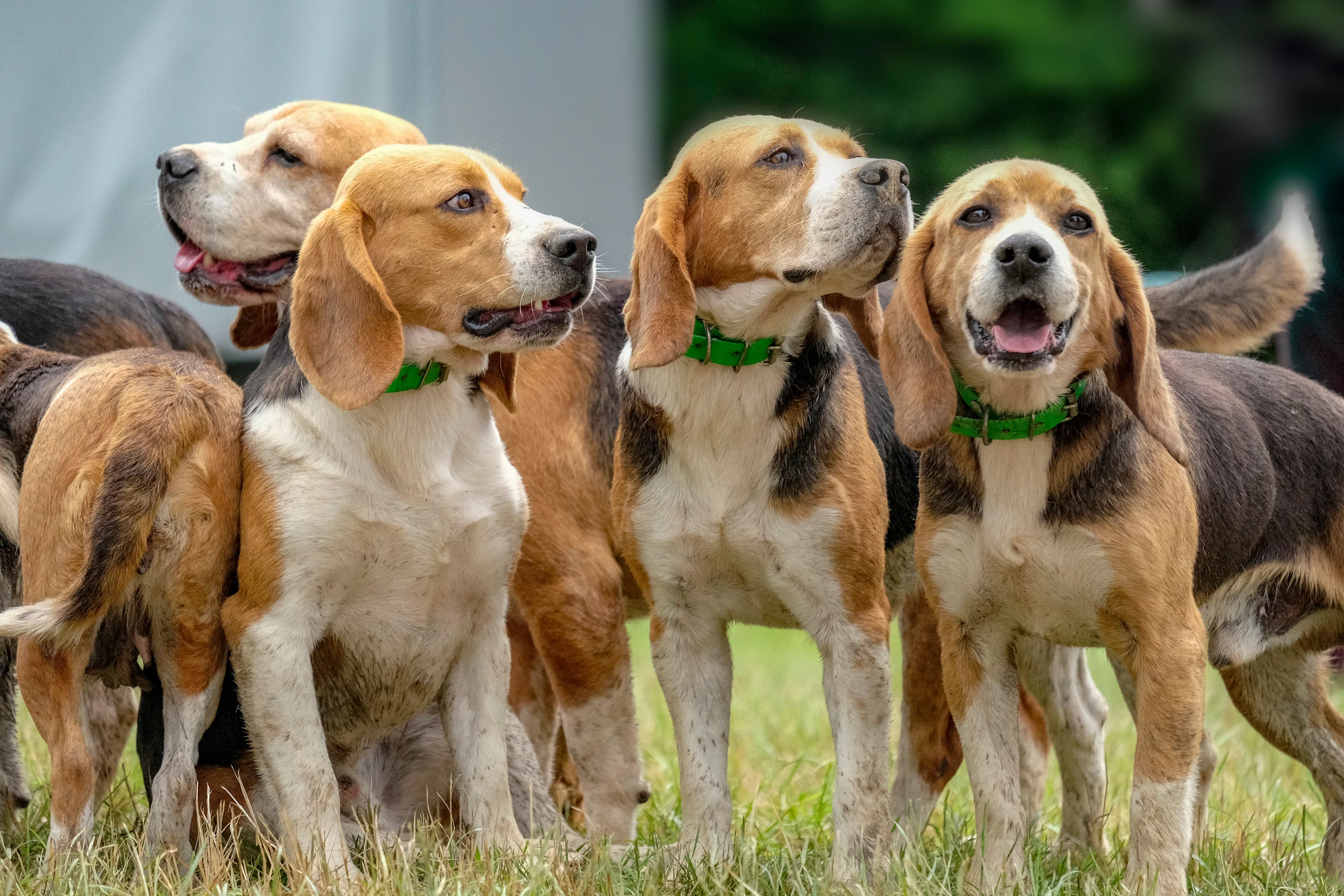 group of beagles