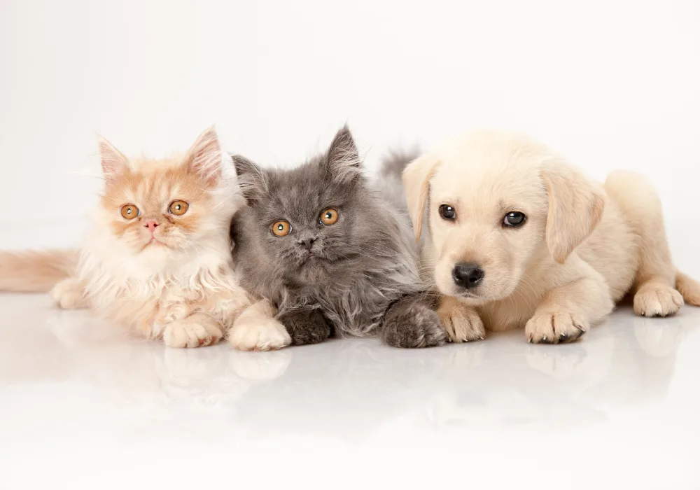 cat with dog