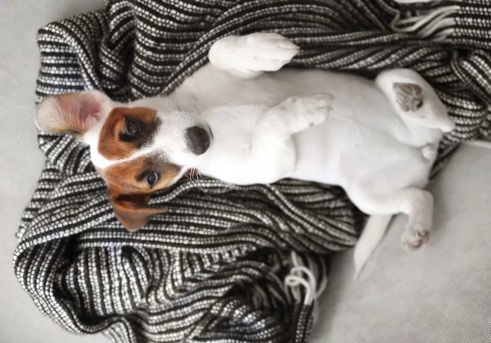 Relaxed Jack Russell Terrier Puppy Showing Classic Markings
