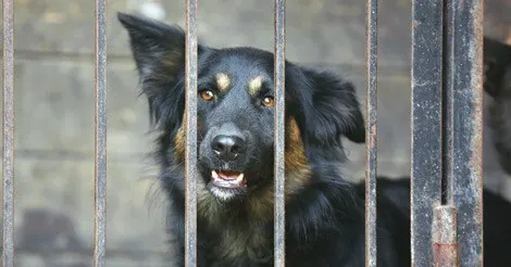 Less Adoptable Dogs