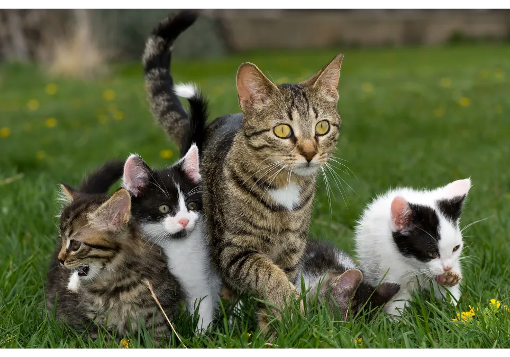 Cat Age Cost Factors