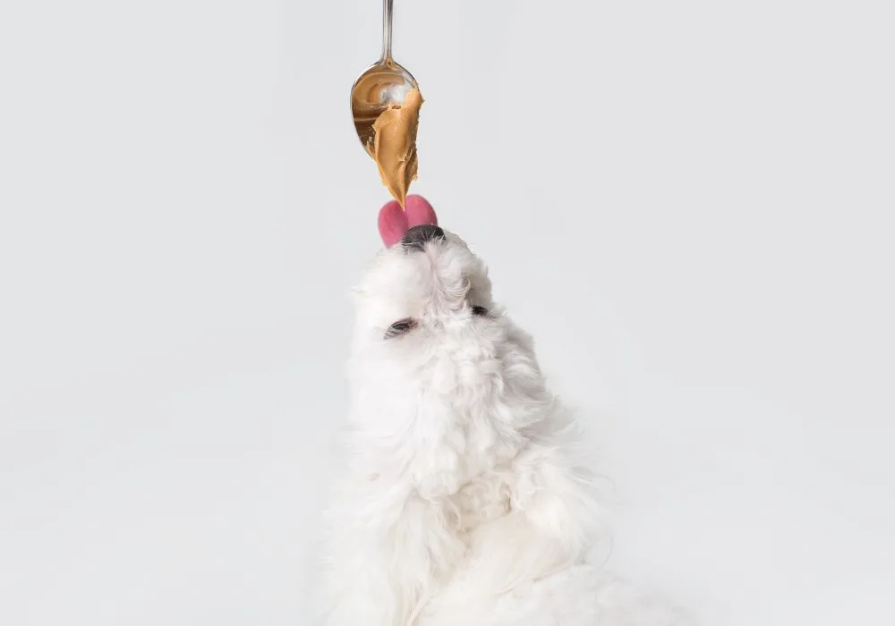 White Fluffy Dog Eagerly Licking Peanut Butter from Spoon