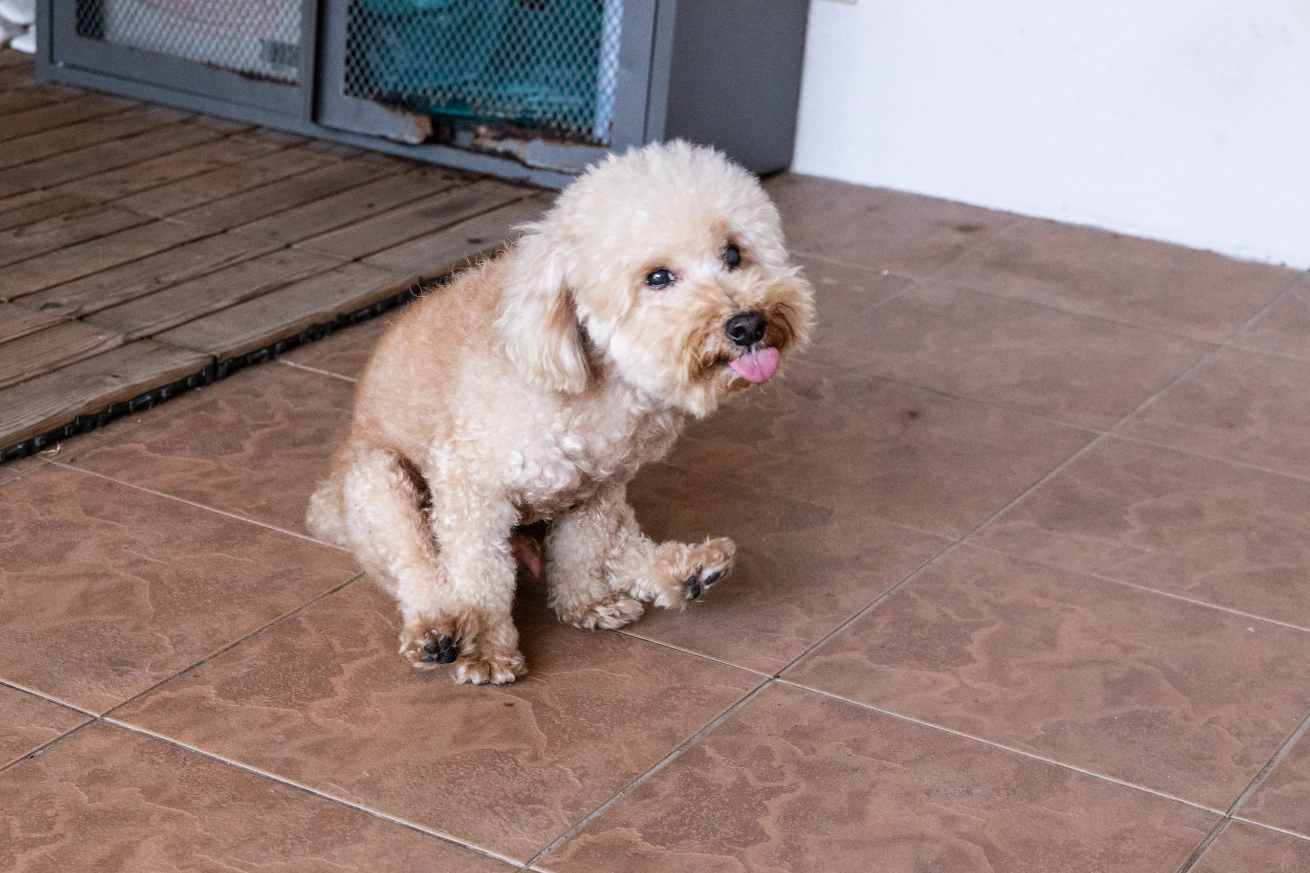 Small Poodle Scooting on a Tiled Floor