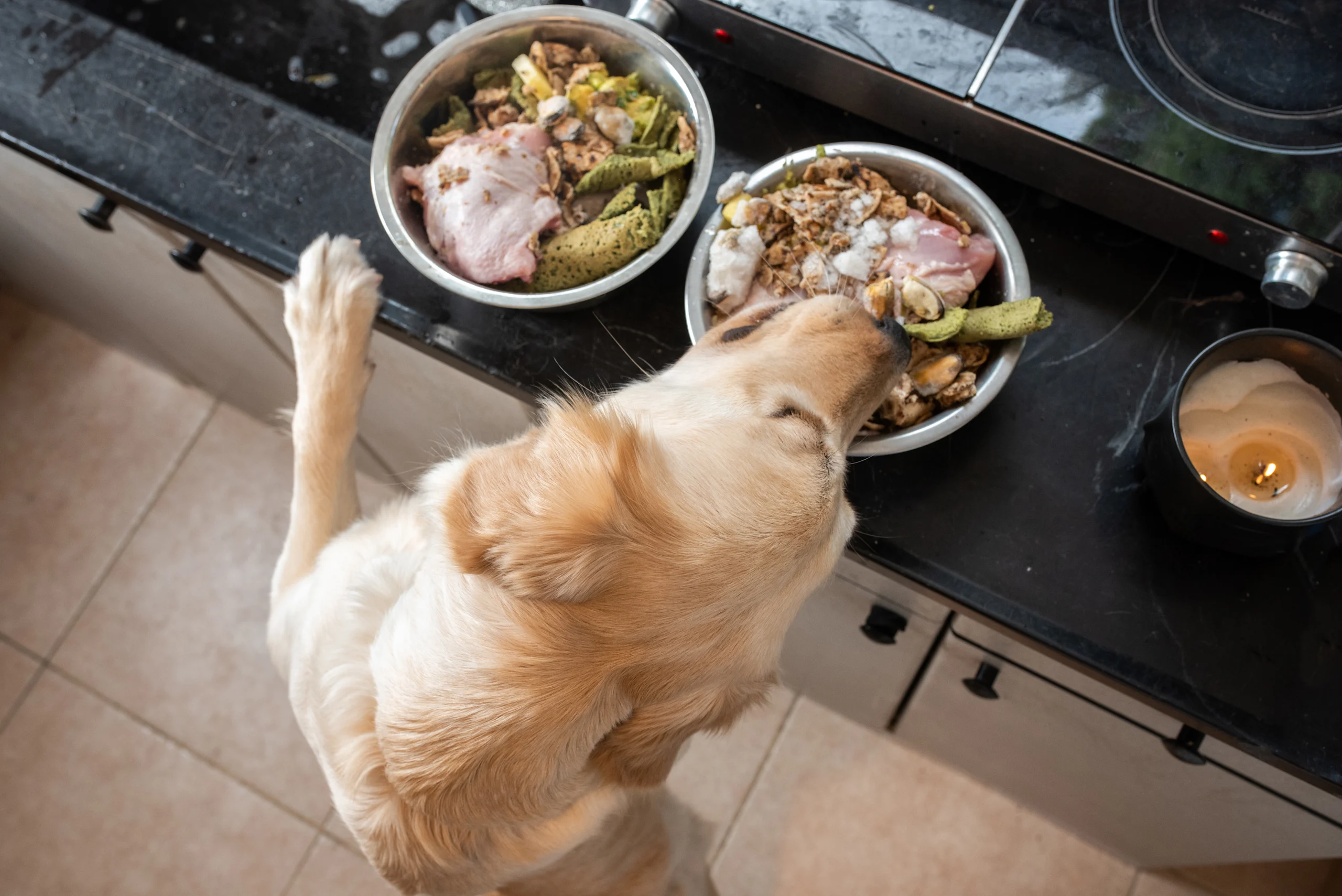 Golden Retriever Reaching for Bowls of Raw Dog Food