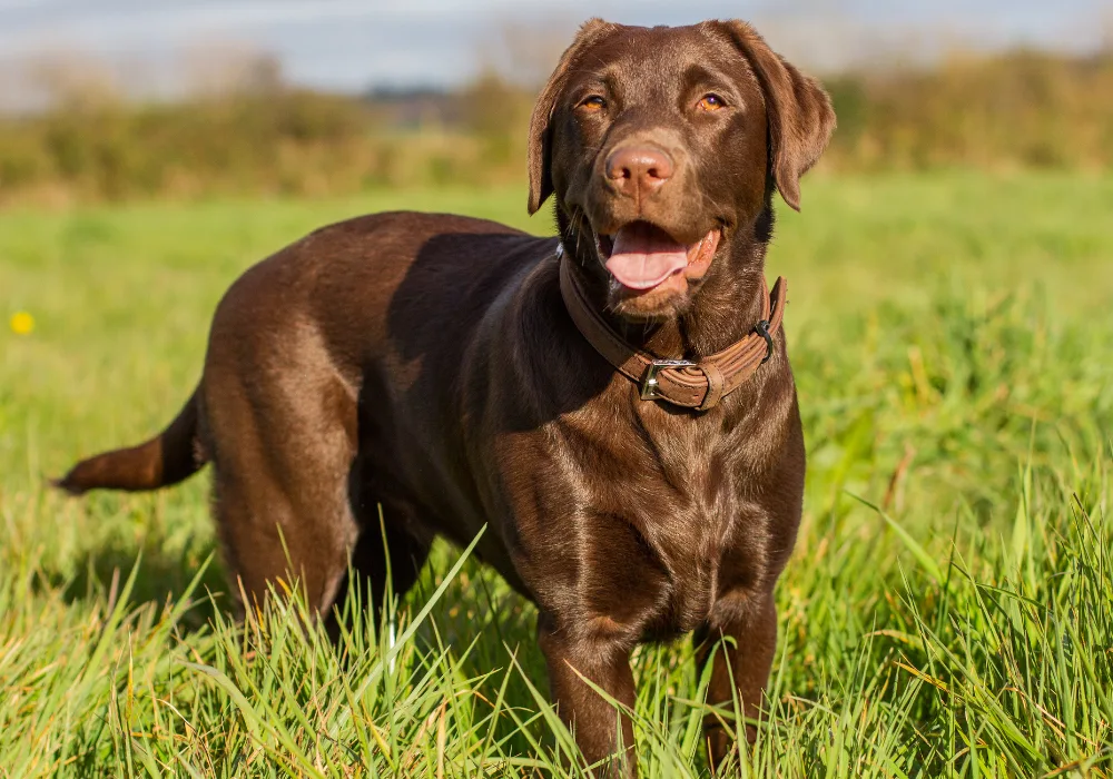 A chocolate lab standing in a grassfield.