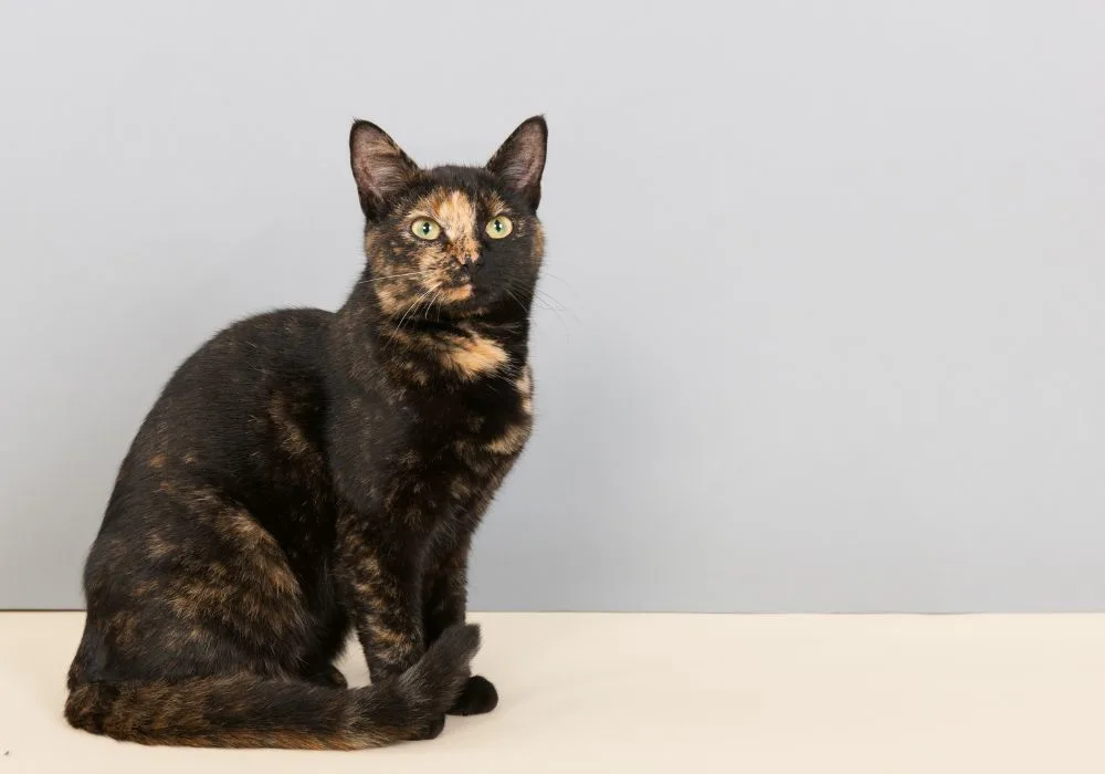Short-Haired Tortoiseshell Cat Sitting Upright