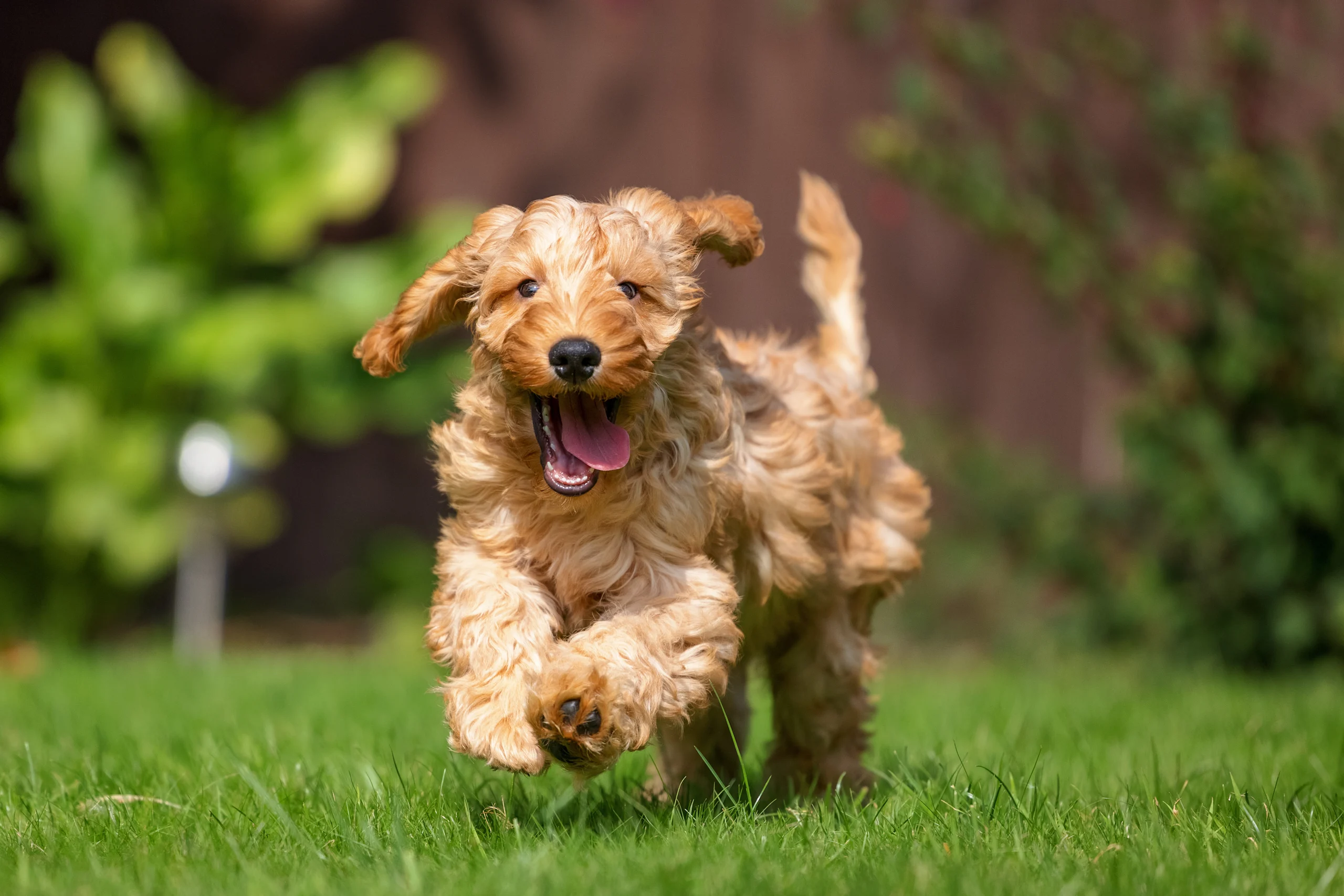Apricot Cockapoo Puppy Running Across the Grass