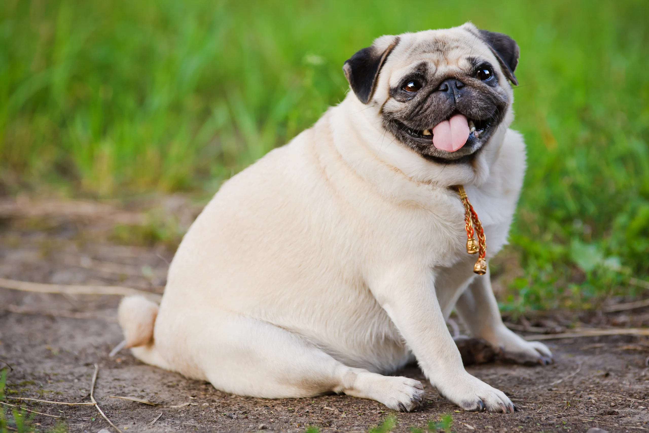 A noticeably overweight fawn pug sitting on a dirt path with its tongue playfully sticking out, surrounded by lush green grass. While undeniably adorable, this image highlights one of the most common consequences pet parents face when wondering is free feeding bad for dogs, namely unwanted weight gain and obesity.