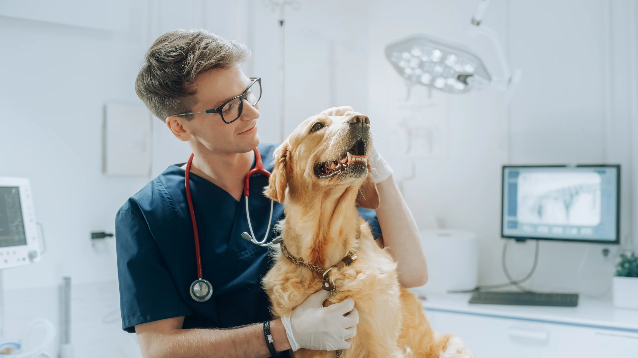 Veterinarian Examining a Dog