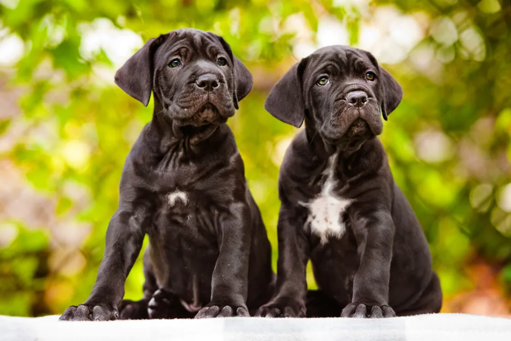 Cane corso puppies
