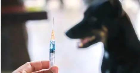 needlevaccinationdoginbackground