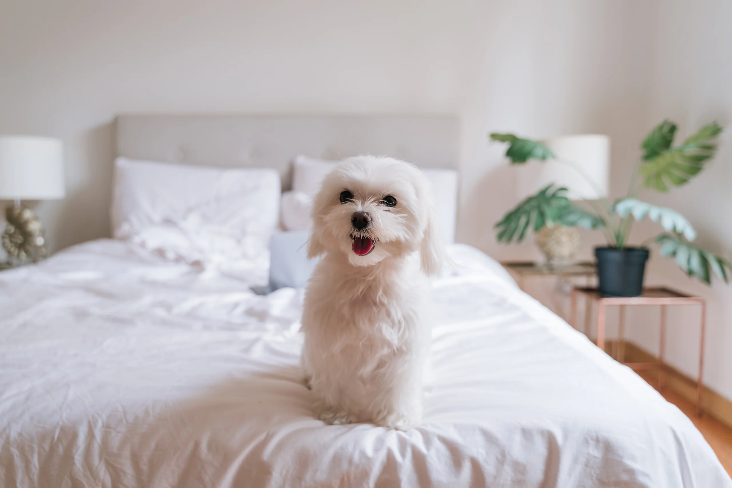 Maltese Sitting on Bed