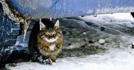 Cats in Car Engines