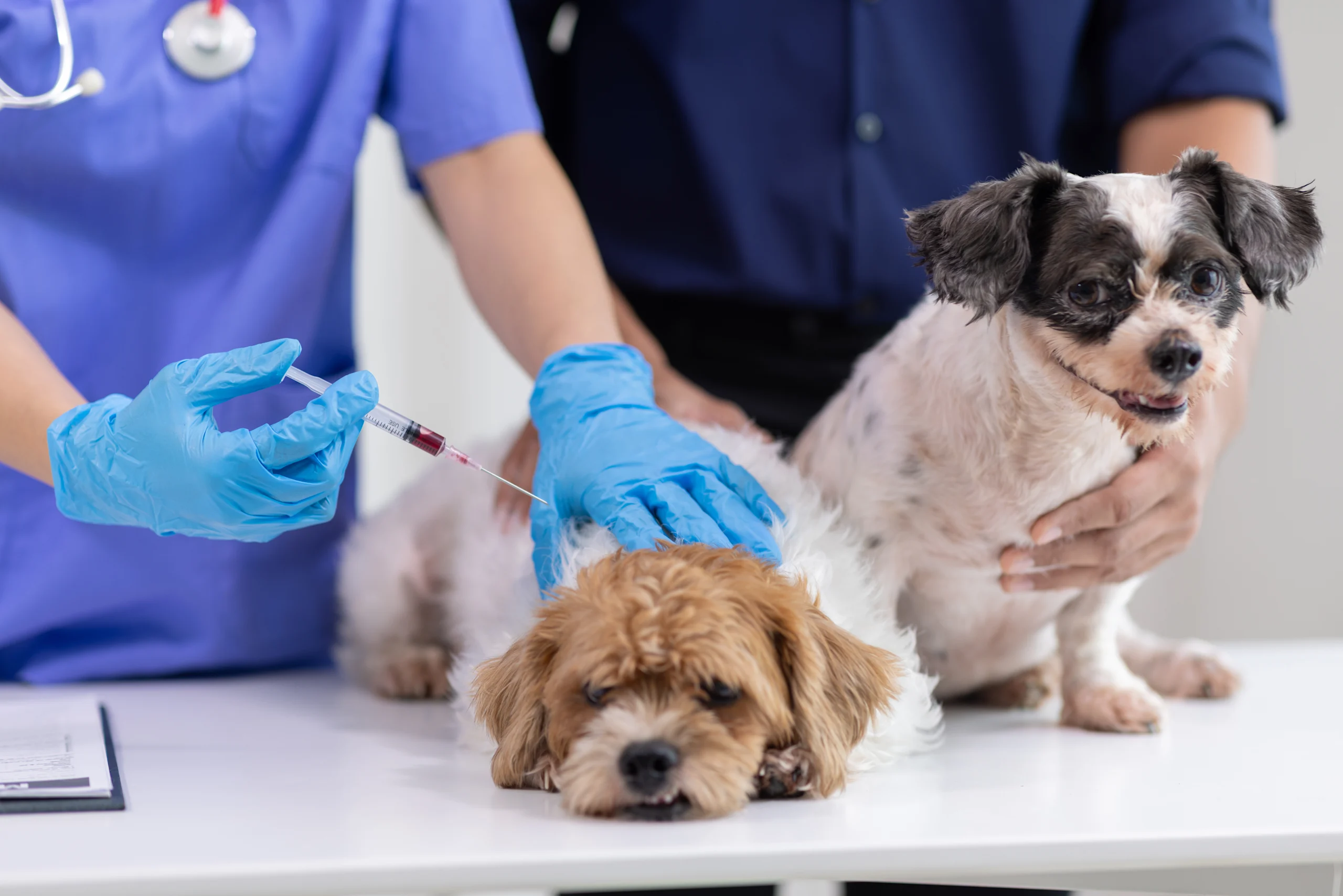 A Veterinarian Prepares to Administer a Bordetella Shot for Dogs While Two Small Pups Wait on the Exam Table