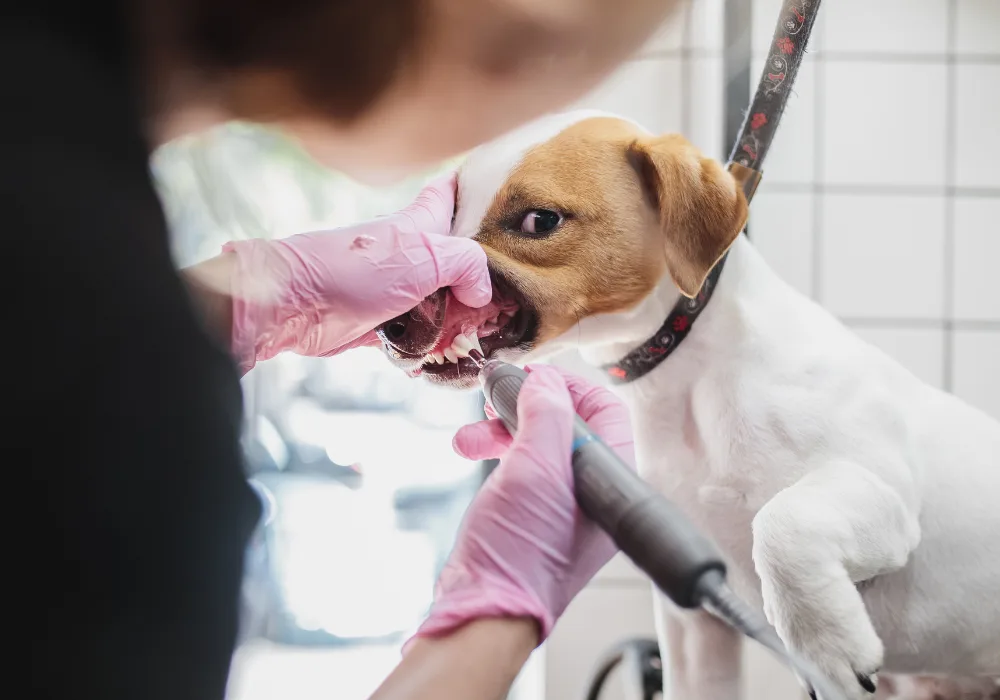 Veterinarian Cleaning the Dog's Teeth