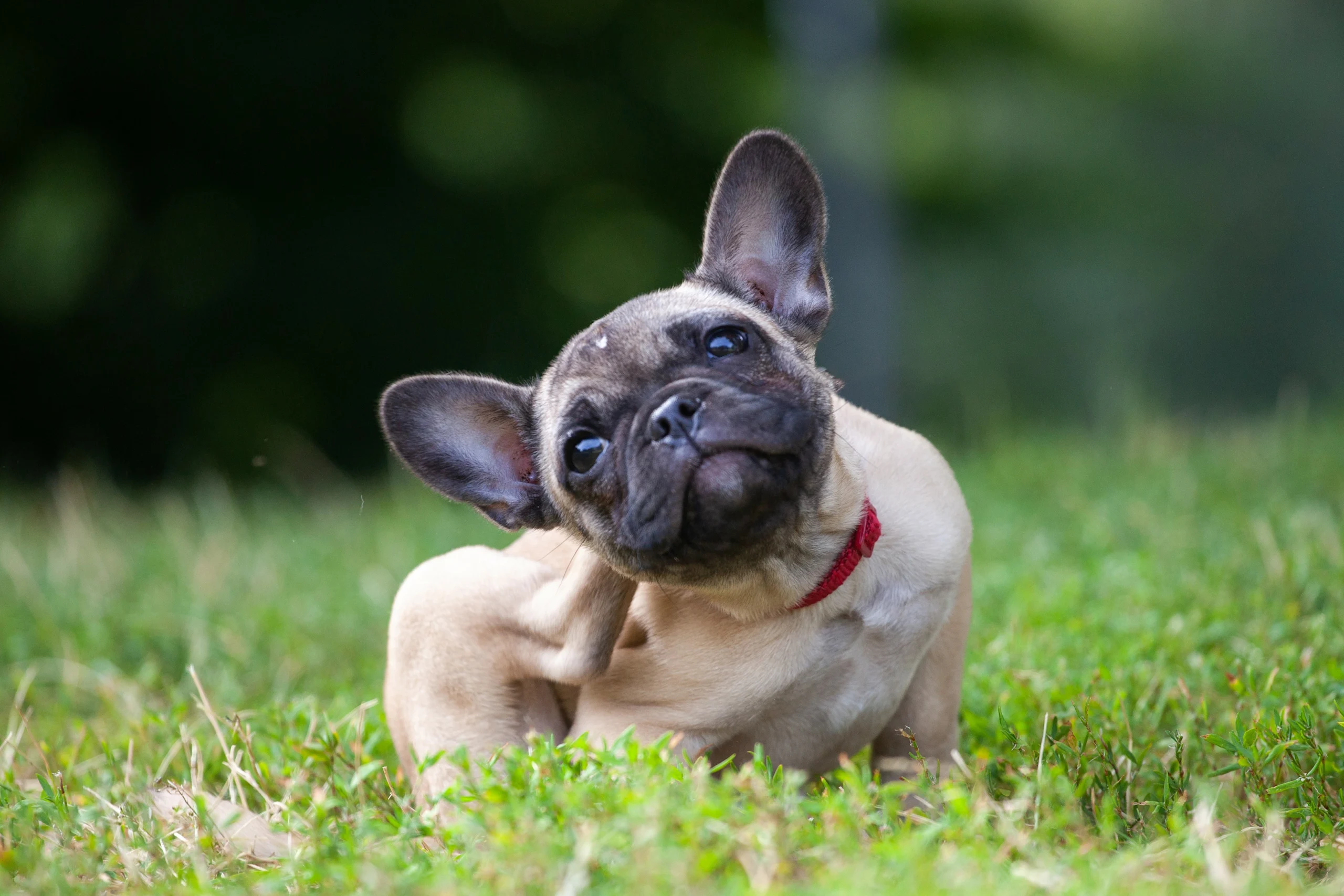 Dog Scratching Ear Infection