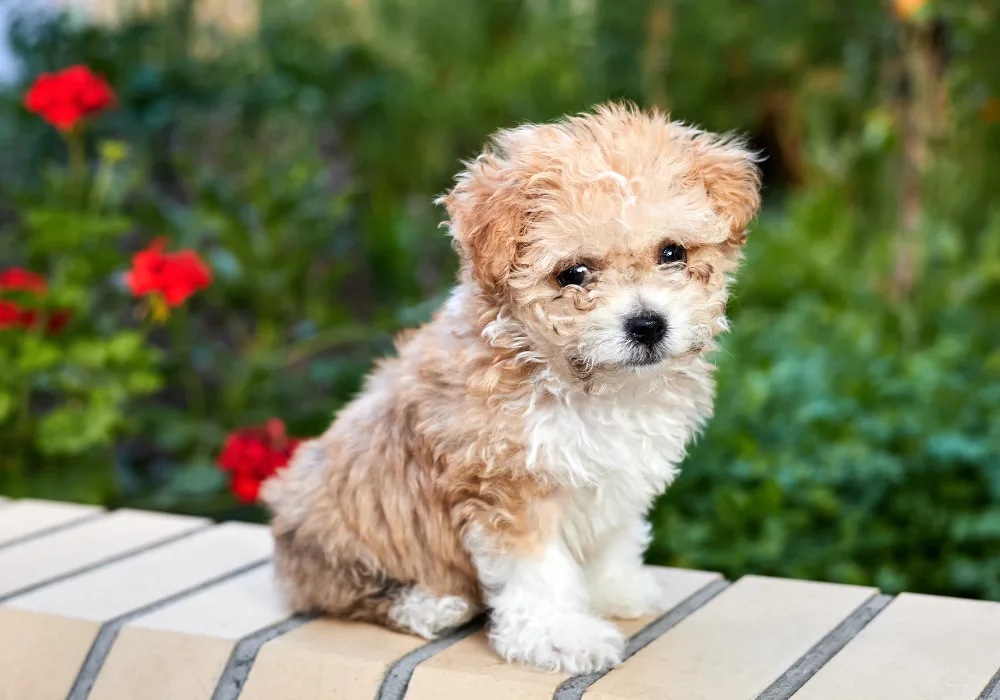 Malitpoo puppy