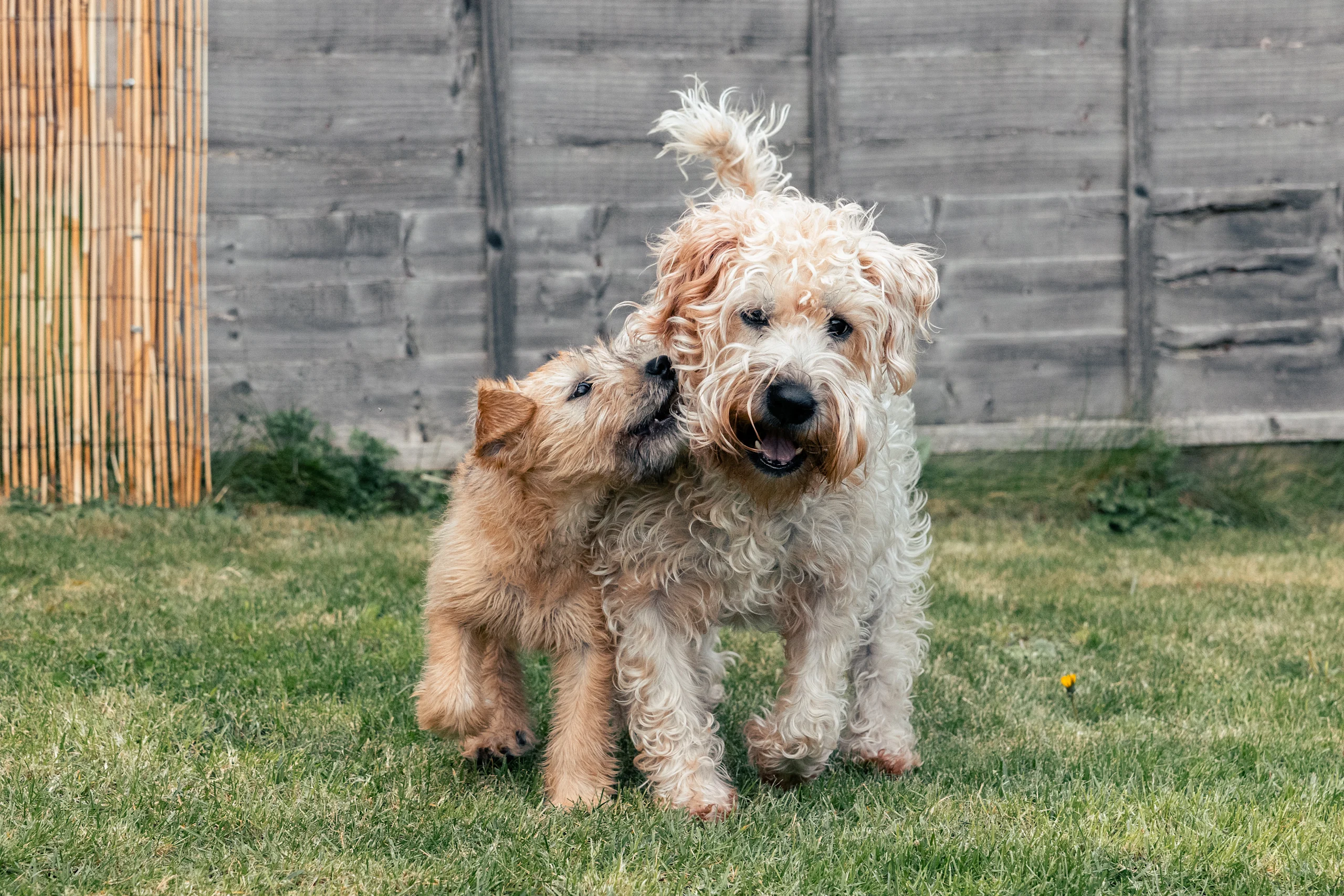 Soft Coated Wheaten Terriers