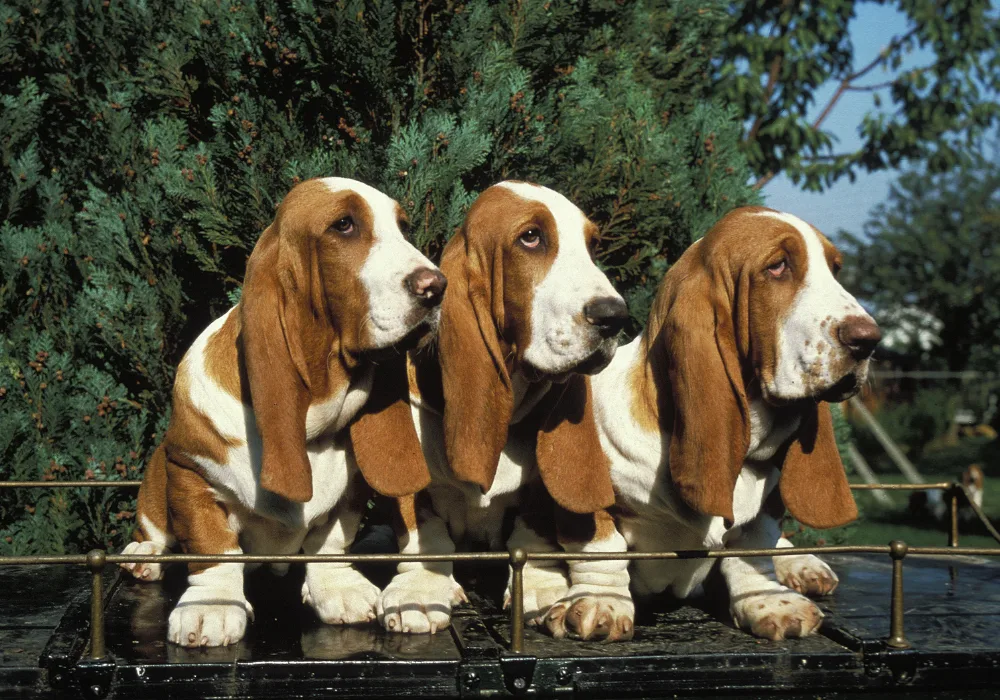Basset Hound - a calm dog breed