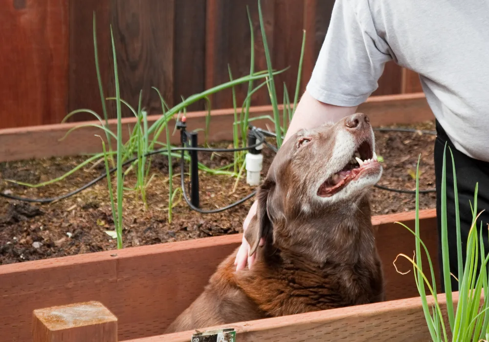 dog and onion