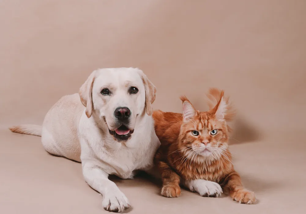 best cat breeds for dogs