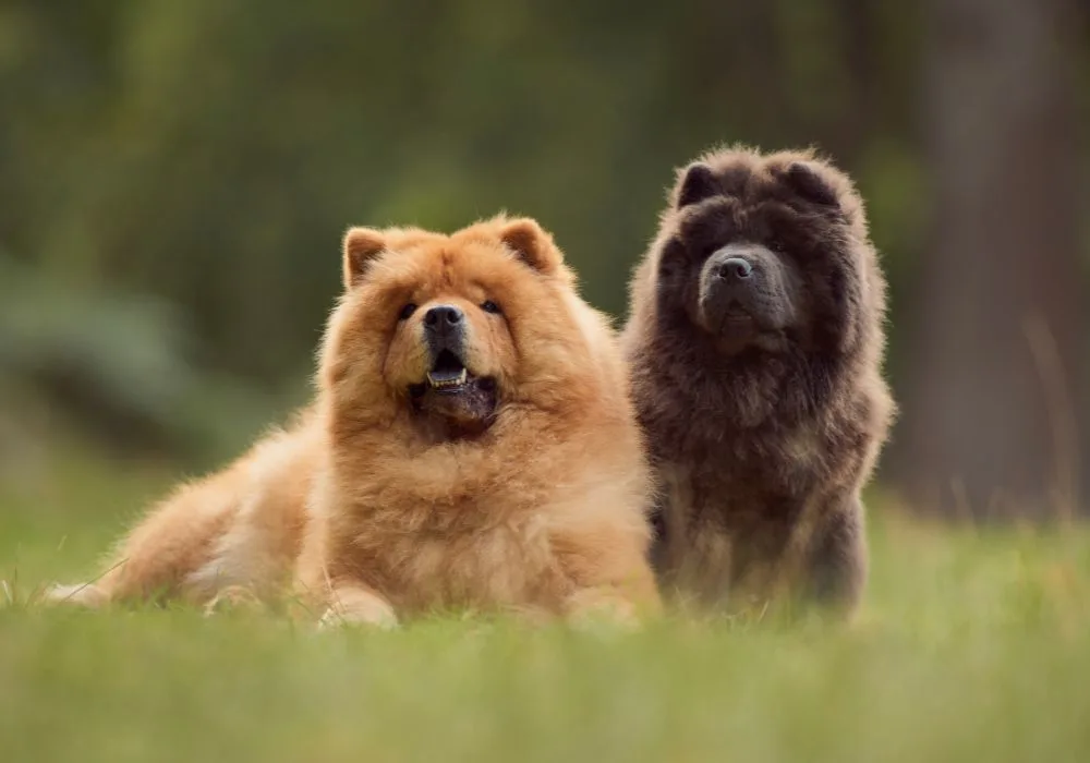 Black and Brown Chow Chow Dogs Relaxing Outdoors