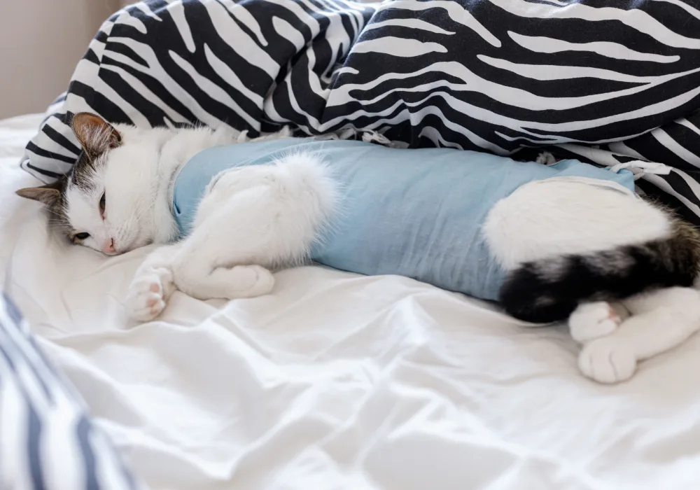 Cat wearing a recovery suit after spay