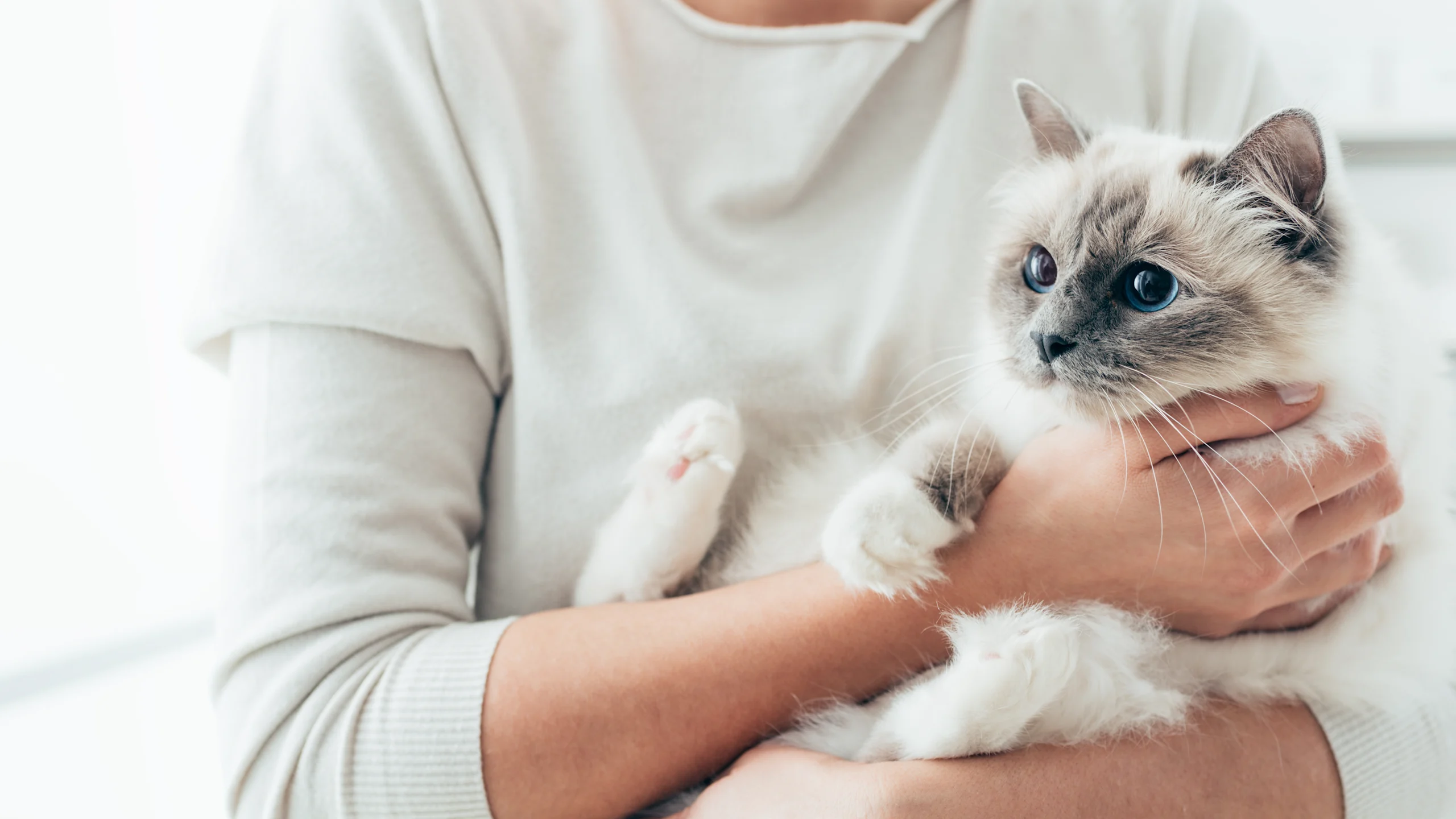 A Calm, Blue-Eyed Cat Being Held Securely in Its Owner's Arms After Learning to Enjoy Being Picked Up