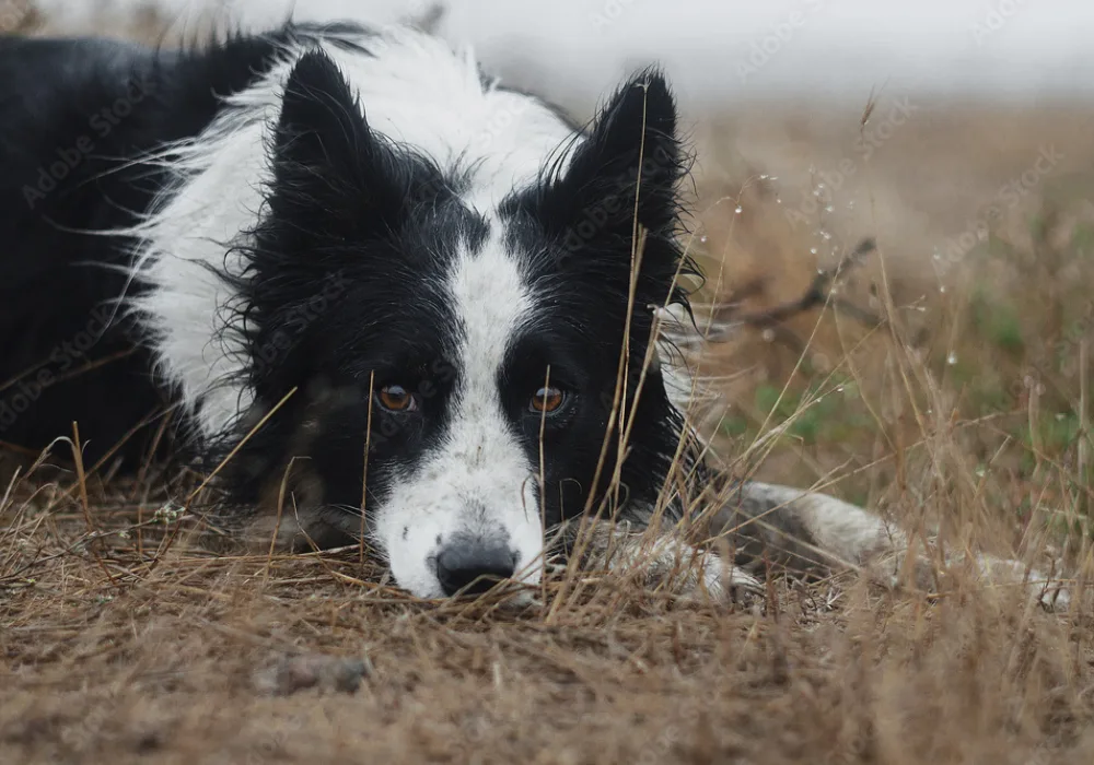 Border Collie