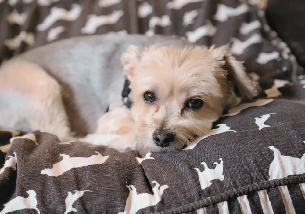 Senior dog