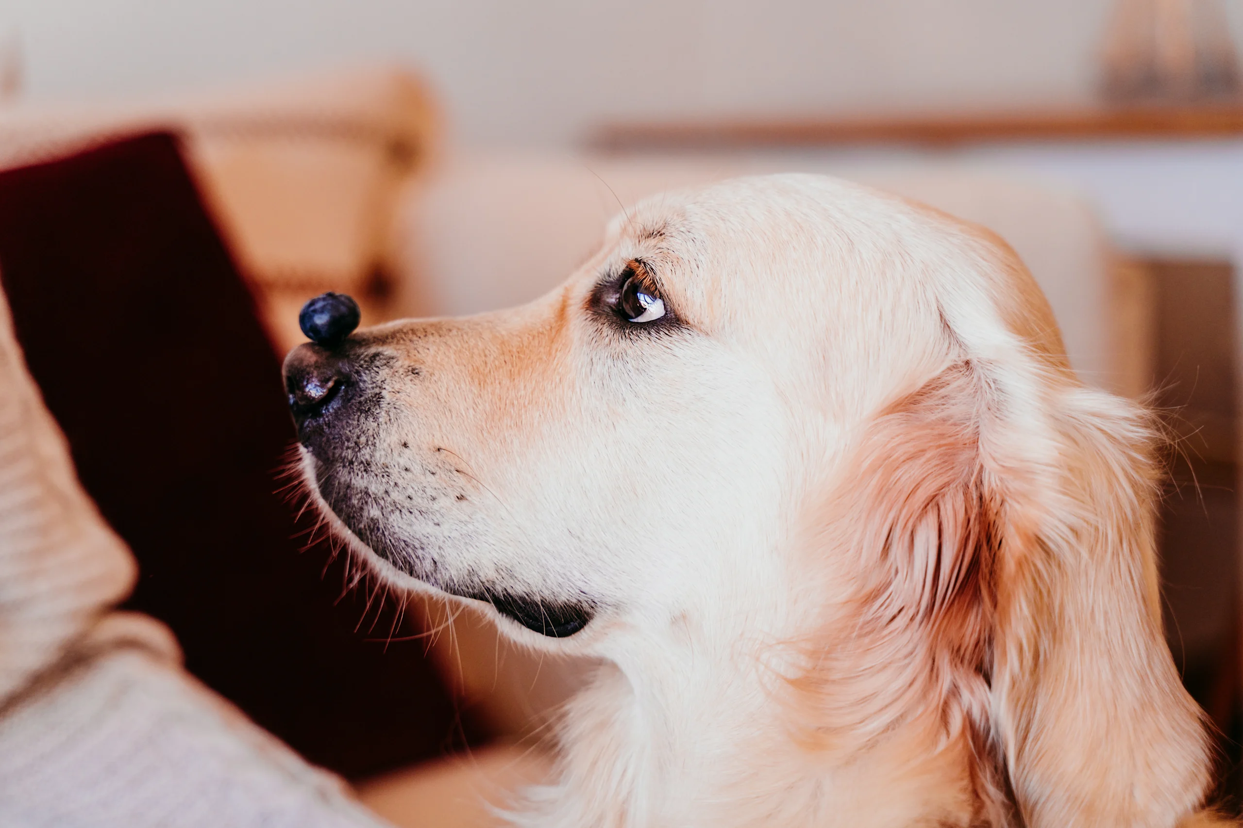Golden Retriever Balancing a Blueberry on Its Nose