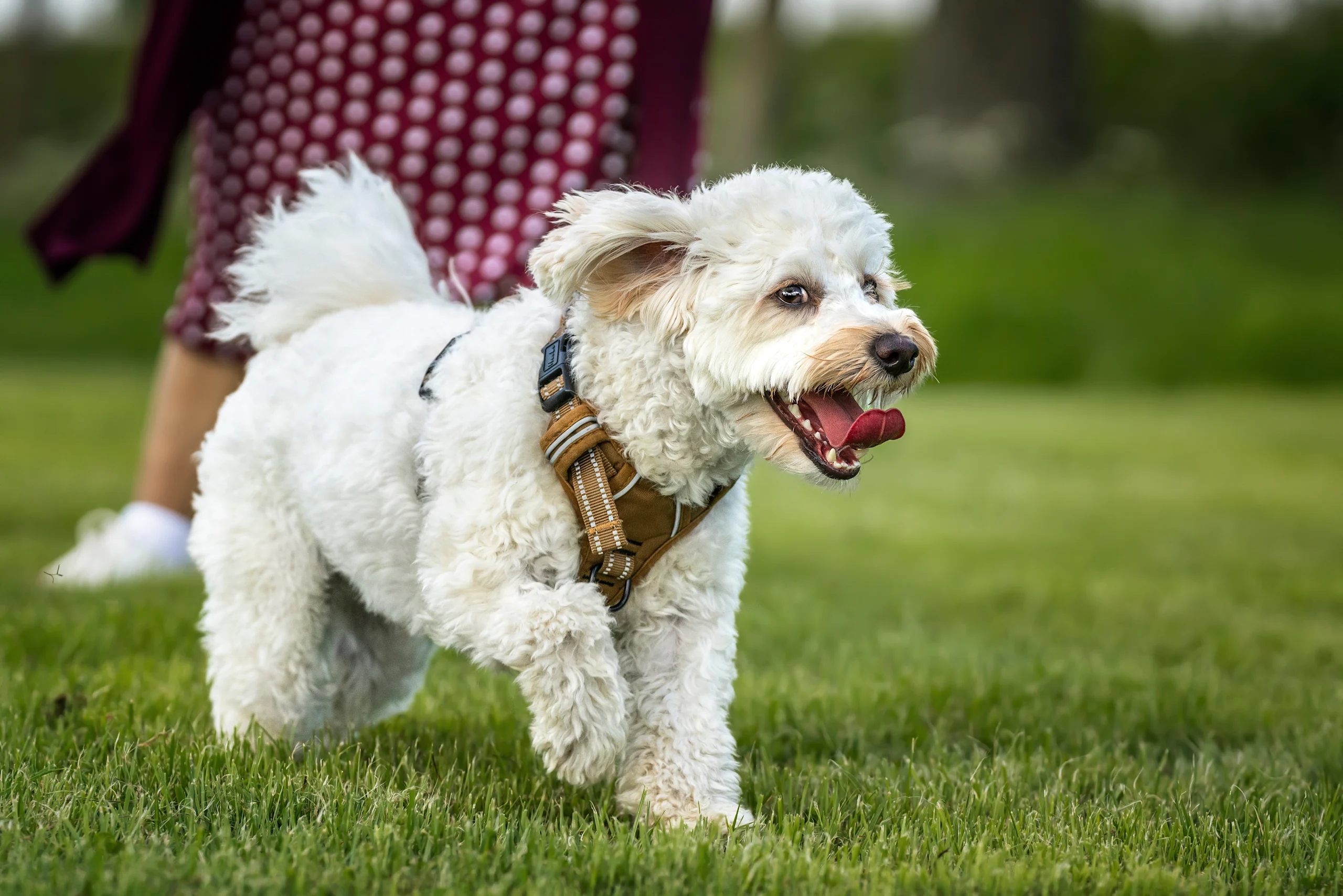 Bichpoo Running Outside