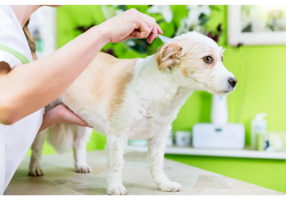 Professional Dog Flea Treatment