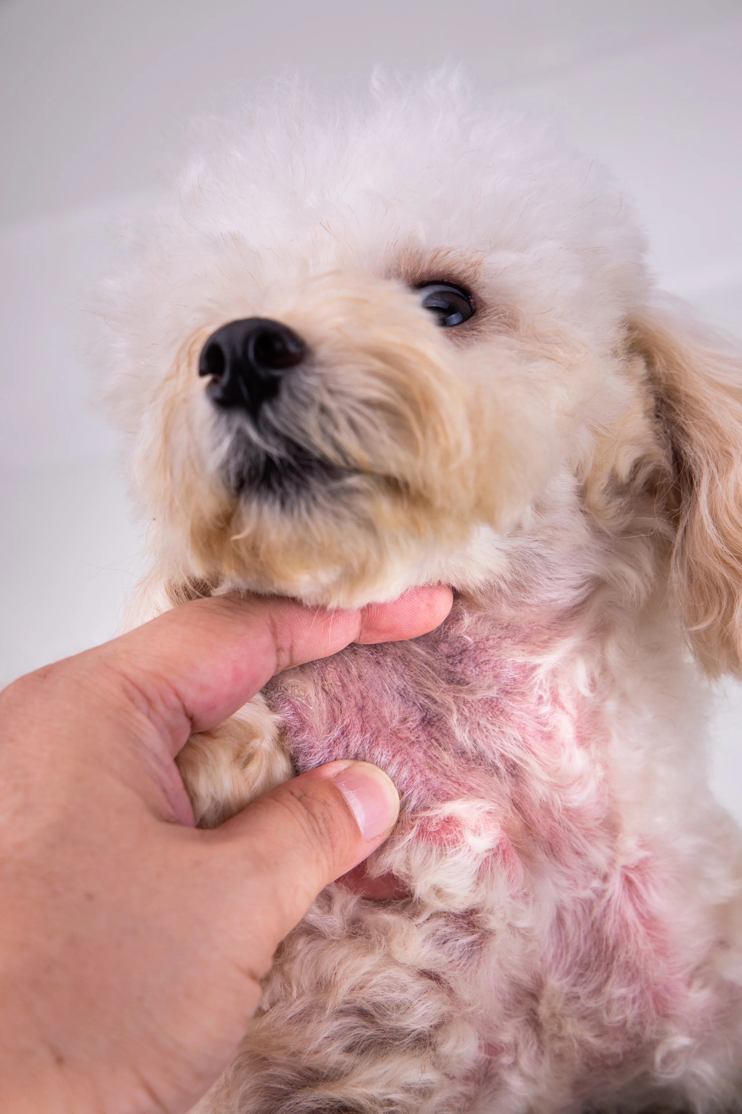 Examining a Poodle's Red, Irritated Skin