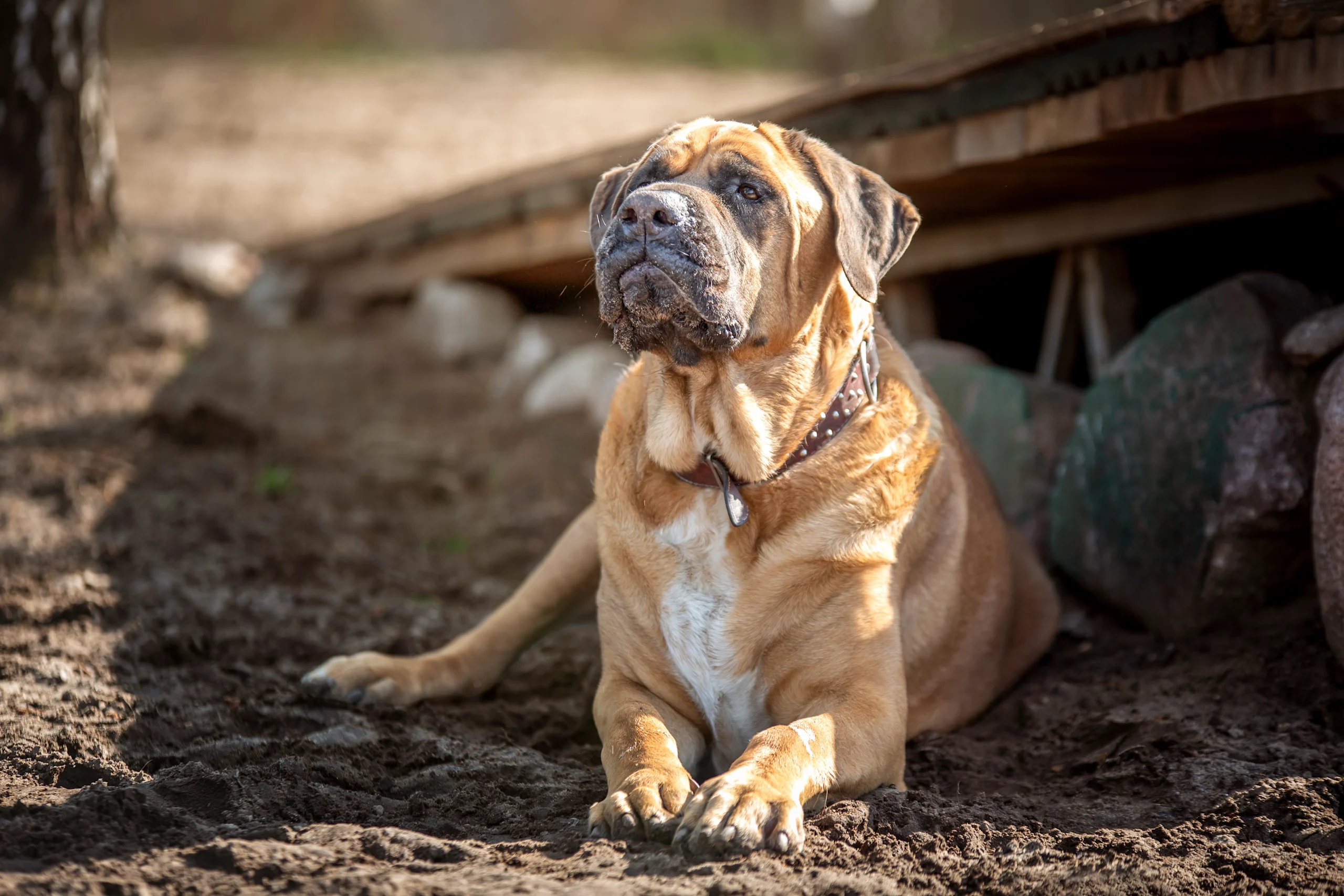 A fawn-colored Mastiff