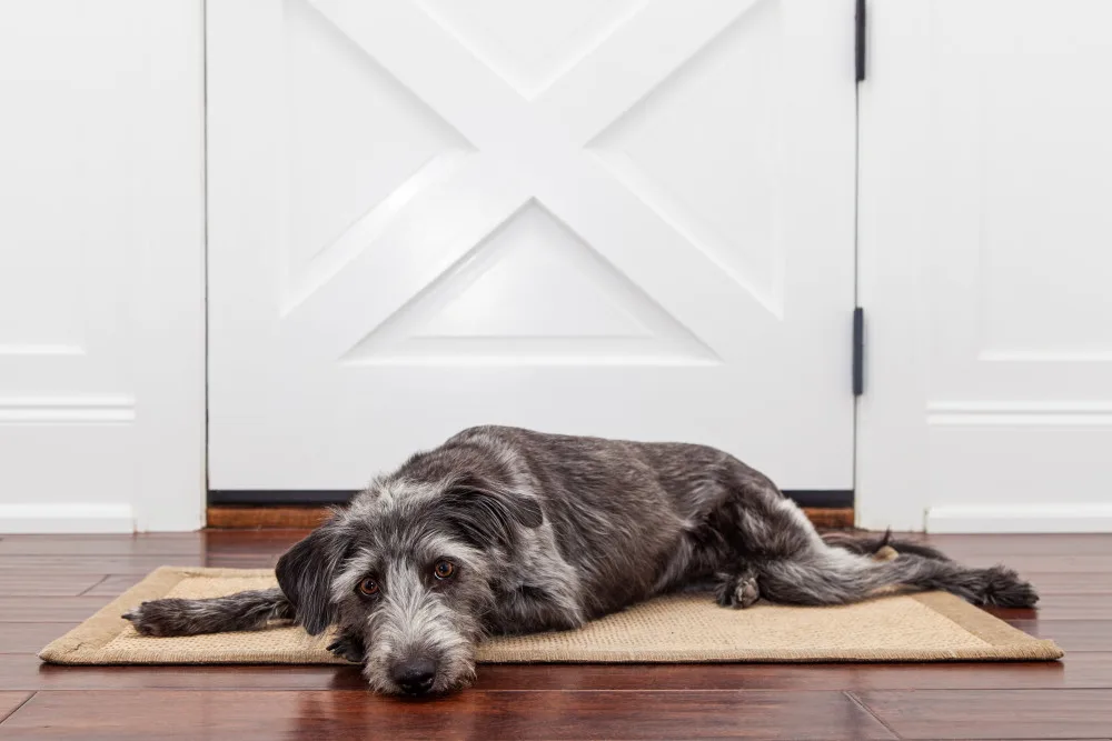 Anxious dog laying by door