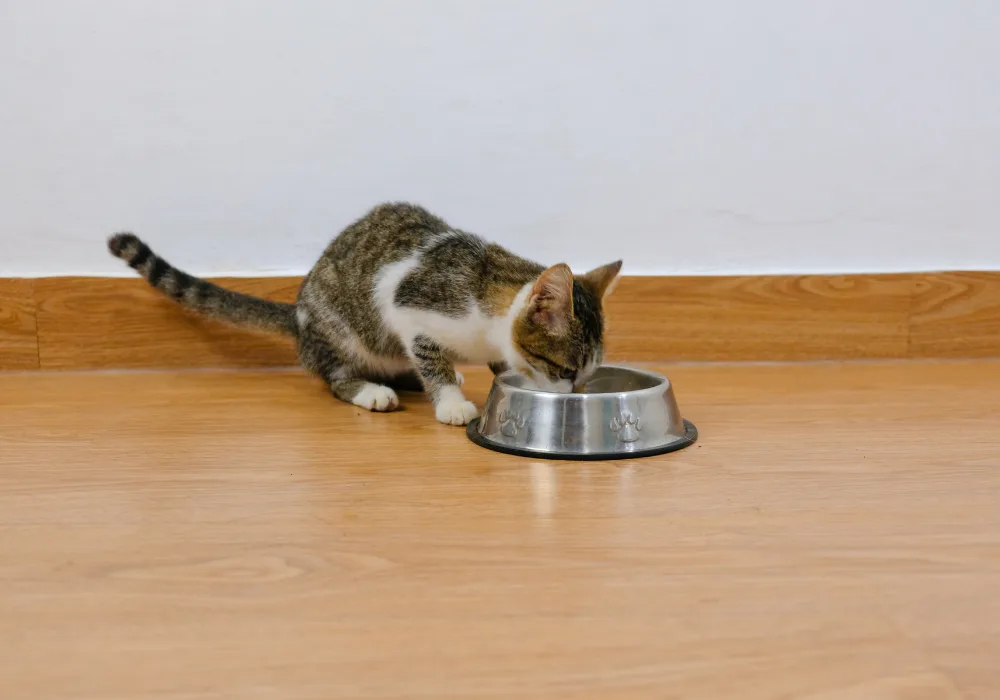 A tabby and white cat eats from a stainless steel bowl