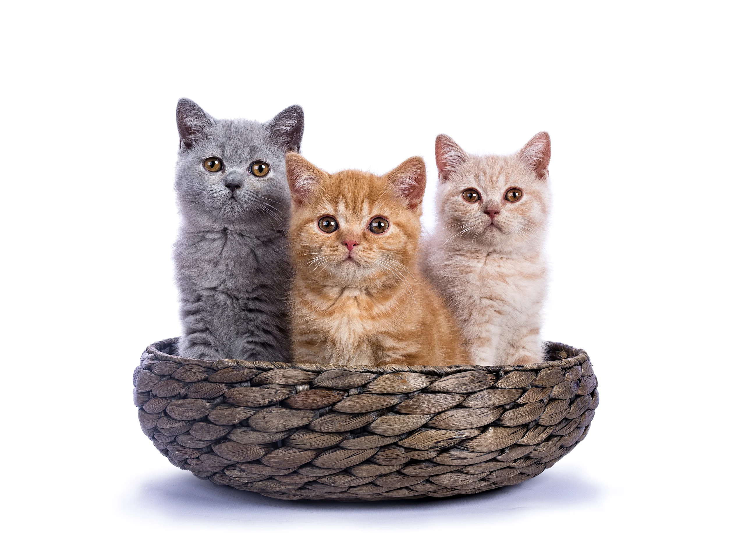 Three fluffy kittens — one gray, one orange tabby, and one cream — sit together in a woven basket