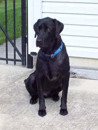 Brady