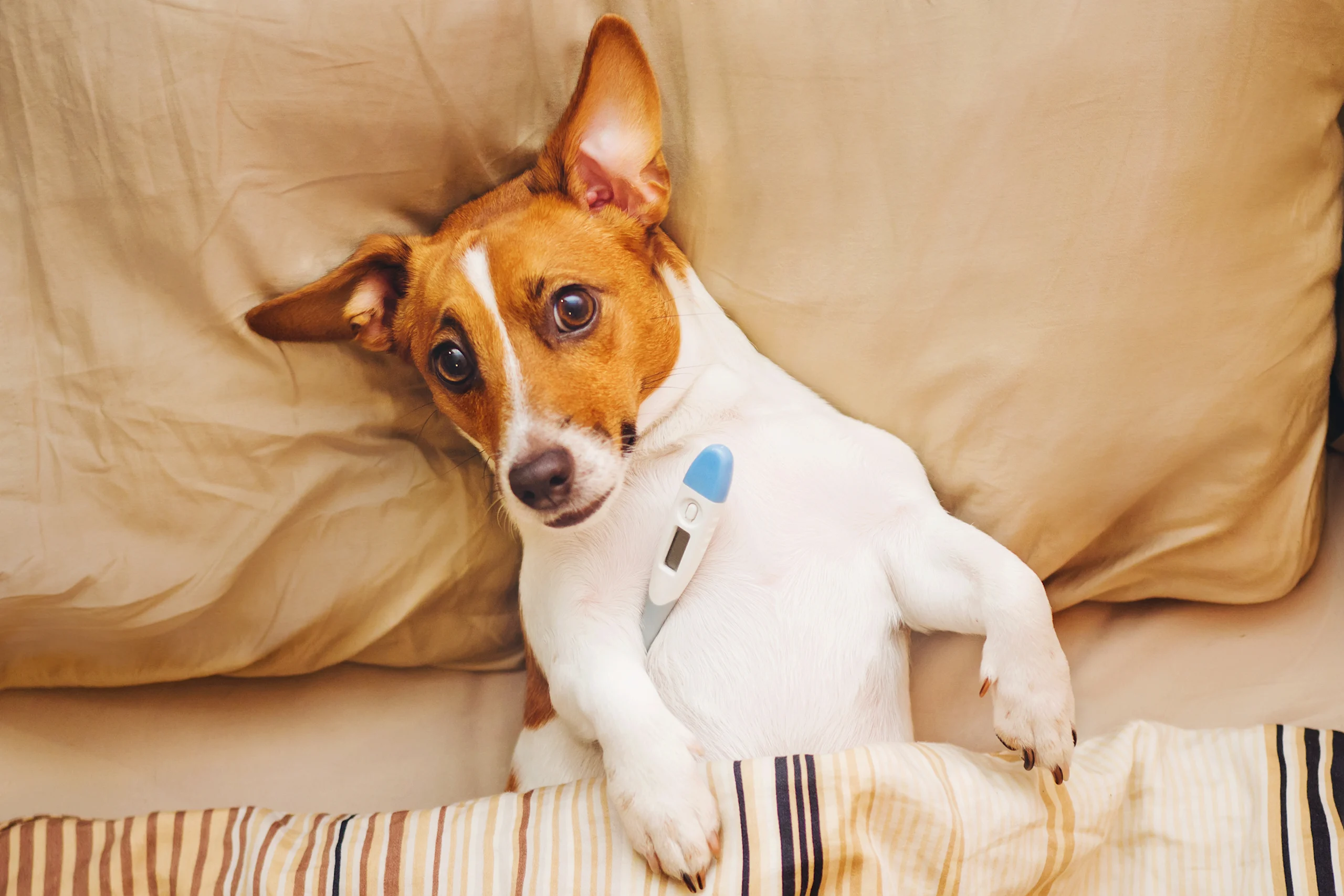 A Jack Russell terrier lies back against a pillow with a thermometer tucked to its chest, looking every bit the patient.
