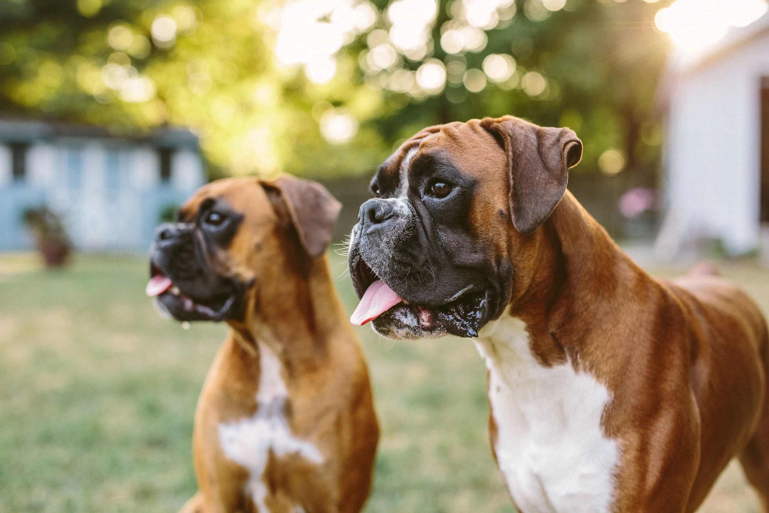 Two Boxer Dogs Outdoors