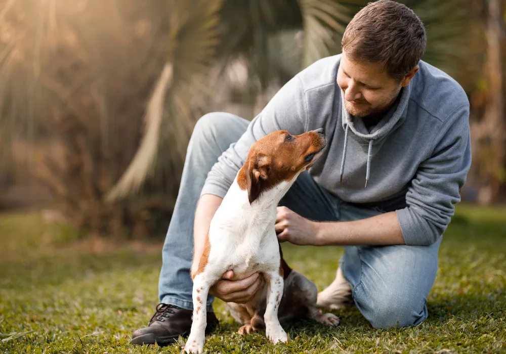 How do dog see humans?