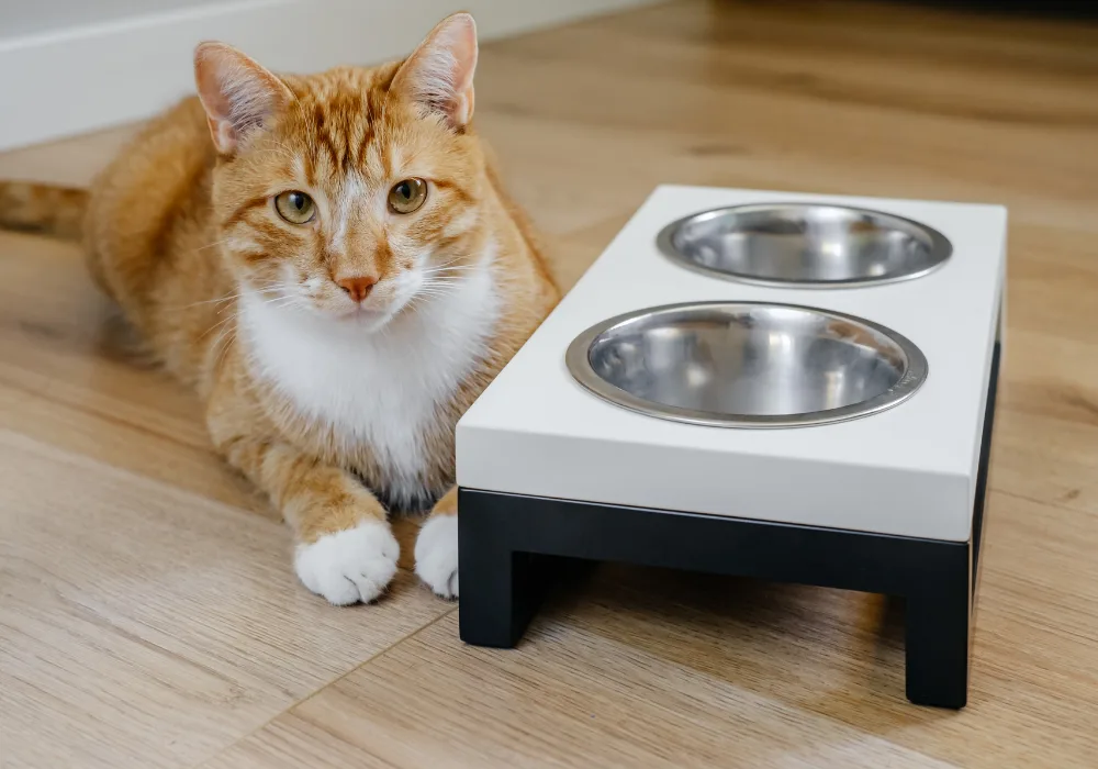 An orange and white cat