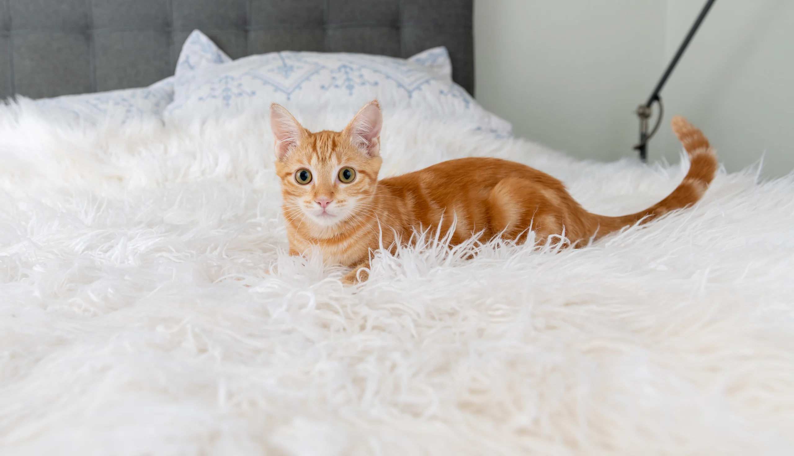 Orange Tabby Kitten Resting on a Fluffy White Bed