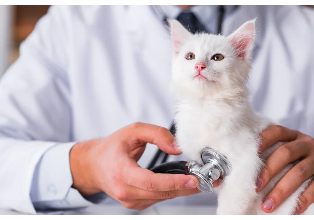 A veterinarian examines a white kitten