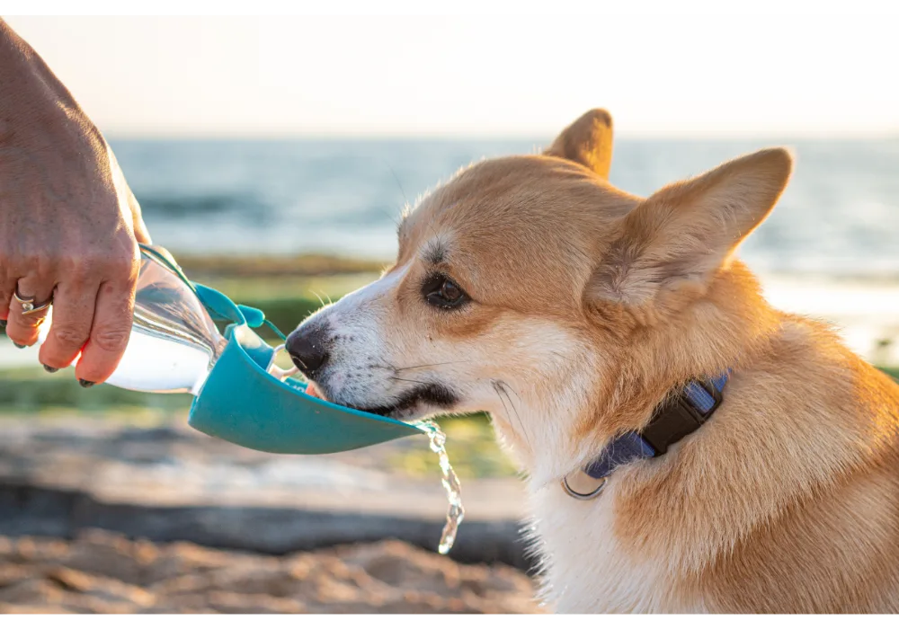 This dog panting in a hot field shows why dogs pant — to cool down when they’re overheated.