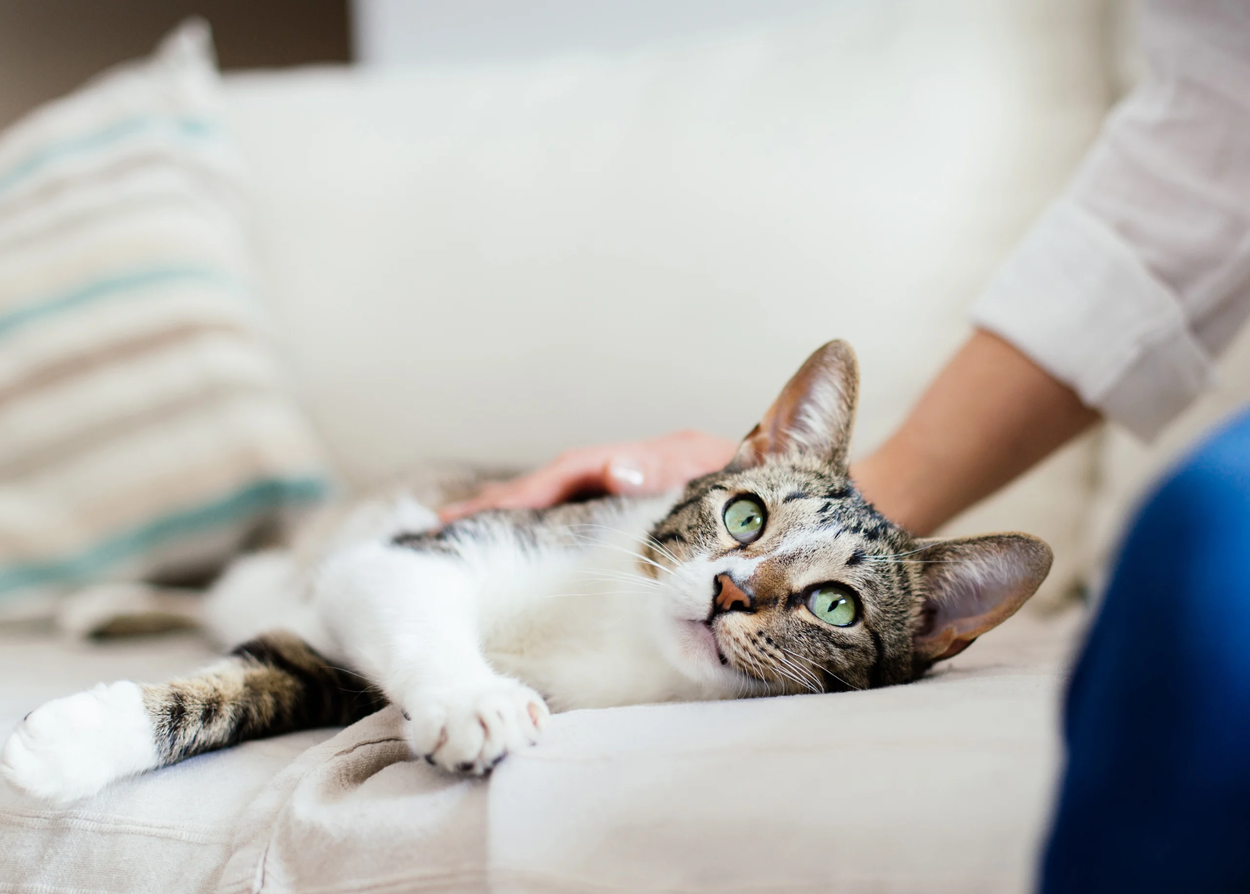 A content tabby cat relaxes on the couch while being gently petted by its owner — a moment that often leads to cat kneading.
